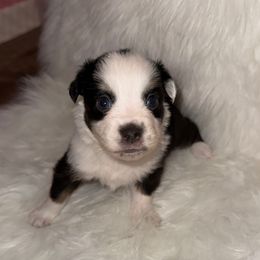 Boy 4 - Black tri male Miniature Australian Shepherd puppy in Corydon, Indiana from Arbuckle’s Lookin Good Aussies (LGA)