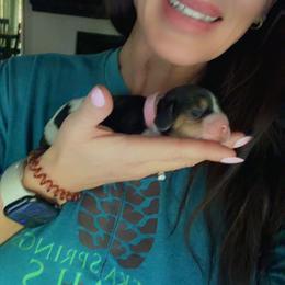 Pink collar- Sofia - Black brown and white female Basset Hound puppy in Park City, Kansas from Stegmans Basset Hounds