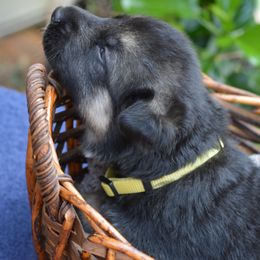 German Shepherd Puppies from Gems German Shepherd Dog Puppies