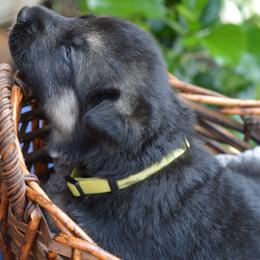 German Shepherd Puppies from Gems German Shepherd Dog Puppies