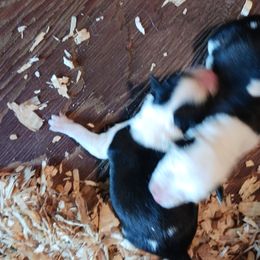 Border Collies from Wall's Border Collies