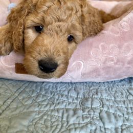 Goldendoodle Puppies from Joanna Wise