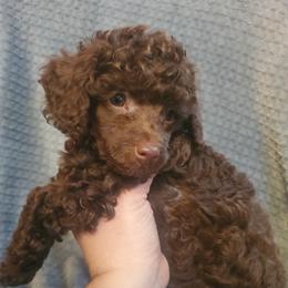 Poodle Puppies from Cedar House Heritage Poodles | AKC Toy & Miniature Poodle Puppies Raised in Home