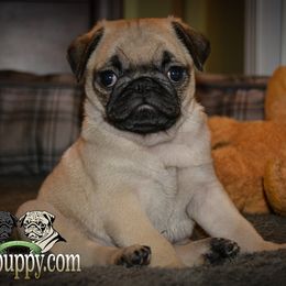 Pug Puppies from Pug Puppies of Boston