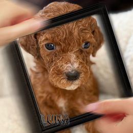 Luna - Red  female Poodle puppy in Greenwich, New York from MizzElle’s Standard Poodles