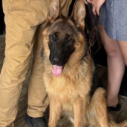 Cooper - German Shepherd