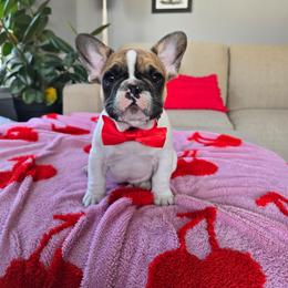 Boy 1 - Fawn and white male French Bulldog puppy in North Platte, Nebraska from Honey Hole Frenchies