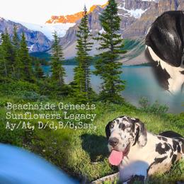 Genny - Great Dane