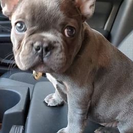 French Bulldogs from Quality Control Frenchies