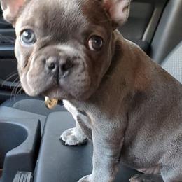 French Bulldogs from Quality Control Frenchies
