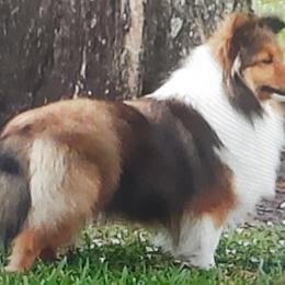 Lexi - Shetland Sheepdog