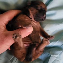 Spankie - Sable male Shih Tzu puppy in Eldorado, Arkansas from Gina's Lil Zues and Yorkies Kennel