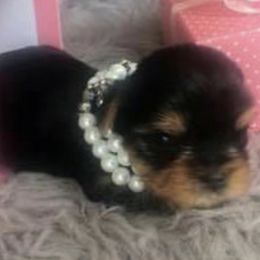 Yorkshire Terriers from Stan's Yorkshire Terriers