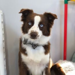 Bristol - Miniature Australian Shepherd