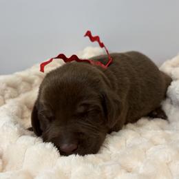 Red collar chocolate male - Chocolate male Labrador Retriever puppy in Gainesville, Georgia from Rucker Retrievers