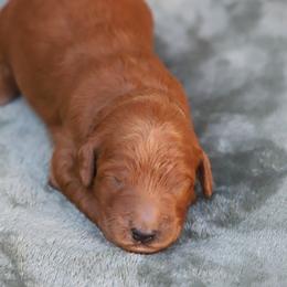 Finnick - Red  male Goldendoodle puppy in Macclenny, Florida from Baker County Goldendoodles