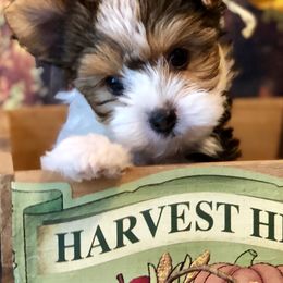Biewer Terrier and Yorkshire Terrier Puppies from Wisteria Yorkies
