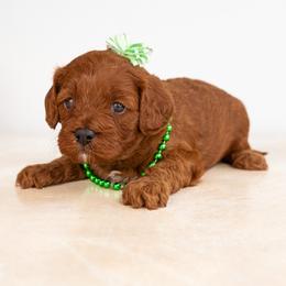 Bernedoodle, Cavapoo, Goldendoodle, and Poodle Puppies from Wasatch Pup