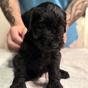 Girl 1 - Black Standard Schnauzer puppy in Thurmont, Maryland from Die Nassen Baerte