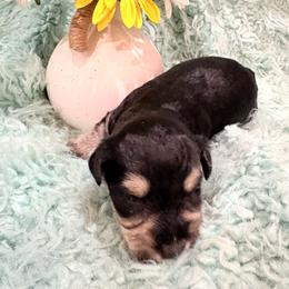 Duke - Black and silver male Miniature Schnauzer puppy in Muskogee, Oklahoma from A&W Miniature Schnauzers