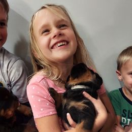 Rottweiler Puppies from White Haus Rottweilers