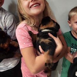 Rottweiler Puppies from White Haus Rottweilers