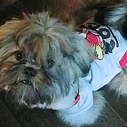 Shih Tzus from Lorry's Ark