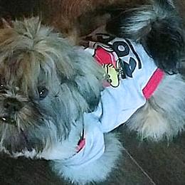 Shih Tzus from Lorry's Ark