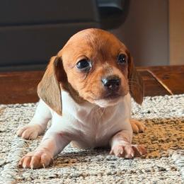 Pepper - Brindle female Dachshund puppy in Hudson, Michigan from Mittentail Kennel Miniature Dachshunds & Australian Shepherds