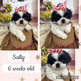 Sally - Black and white female Shih Tzu puppy in Claremont, California from Lovable Shih Tzus