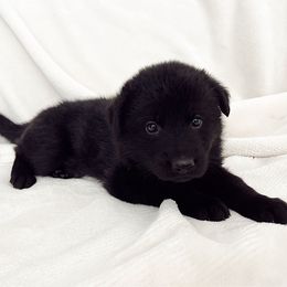 Pink girl - Black female German Shepherd puppy in Buxton, Oregon from Buxton Oregon Shepherds