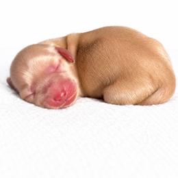 Dolly P - Cream female Dachshund puppy in Tampa, Florida from Crosbys Doxies