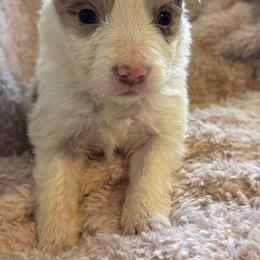 River - Red merle female Border Collie puppy in Mckinney, Texas from Border Collies of Ruidoso