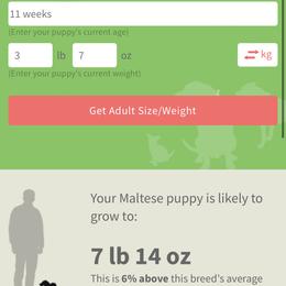 Skye - White female Maltese puppy in North Myrtle Beach, South Carolina from Perfect Puppies