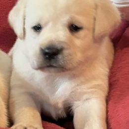 Yellow Girl 1 - Yellow female Labrador Retriever puppy in Jamestown, Ohio from Heartlands Quality Labrador Retrievers