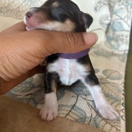 Zipporah - Liver female Miniature Schnauzer puppy in Hemet, California from Journee Home Mini Schnauzers