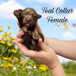 Aussiedoodle, Goldendoodle, and Poodle Puppies from Designer Doodles of South GA