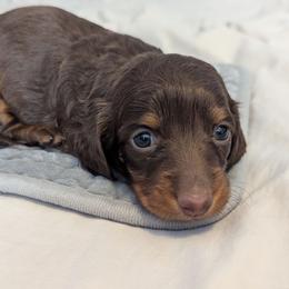 Mousse - Chocolate and tan male Dachshund puppy in Box Elder, South Dakota from Bee Sweet Dachshunds