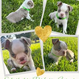 'Michael' Green Collar - Lilac male Boston Terrier puppy in Temple, Texas from Splashed To Perfection Farms