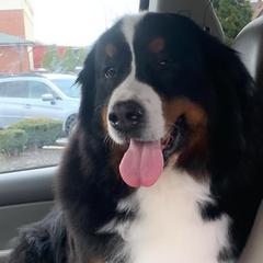Bernese Mountain Dogs from East Lake Bernese