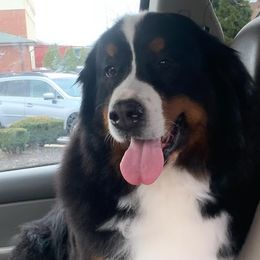 Bernese Mountain Dogs from East Lake Bernese