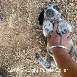 Girl 5 - Blue ticked Bluetick Coonhound puppy in Oroville, California from Sinha Bluetick Coonhounds