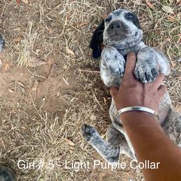 Girl 5 - Blue ticked Bluetick Coonhound puppy in Oroville, California from Sinha Bluetick Coonhounds