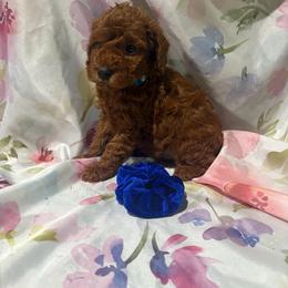 Blue collar - Red  male Poodle puppy in Anaheim, California from SoCal Toy Poodles