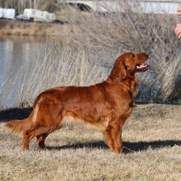 Cayenne - Golden Retriever