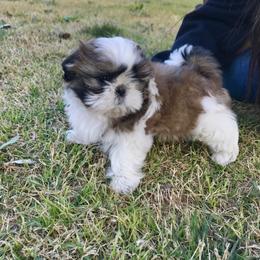Shih Tzu Puppies from Willow Lane Shih Tzus