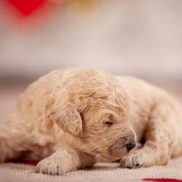Poodle Puppies from Setting the Standard Poodles