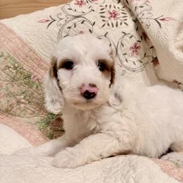 Puppy 1 - White male Irish Doodle puppy in Bloomfield, Iowa from Schooley Doodles