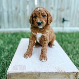 Goldendoodle Puppies from Sweet T Doodles