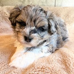 Rocky - Black and silver male Havapoo puppy in Roseburg, Oregon from Sharon’s Sheepadoodle’s